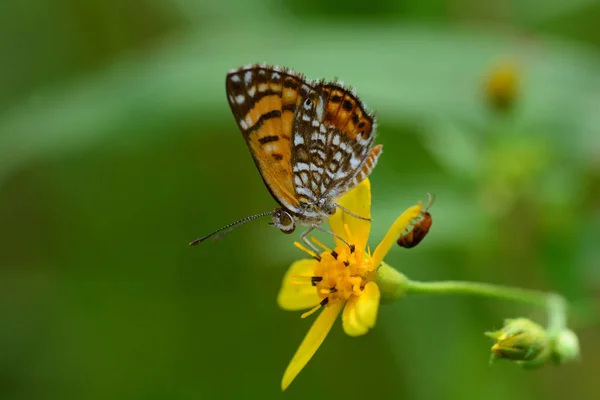 Linda Elada Checkerspot Butterflyon uma flor — Fotografia de Stock