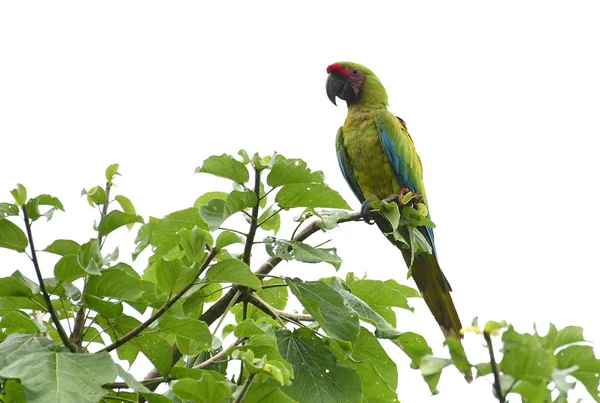 Great Green Macaw (ara ambiguus) ovanpå ett träd — Stockfoto