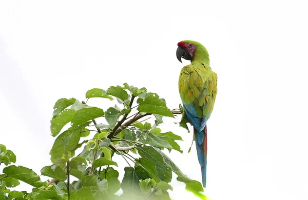 Great Green Macaw (ara ambiguus) ovanpå ett träd — Stockfoto