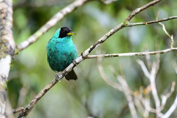 Linda Honeycreeper Verde (Chlorophanes spiza) macho empoleirado o — Fotografia de Stock