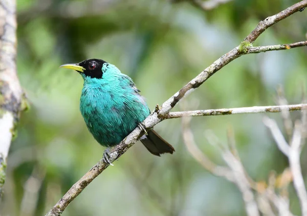 Linda Honeycreeper Verde (Chlorophanes spiza) macho empoleirado o — Fotografia de Stock