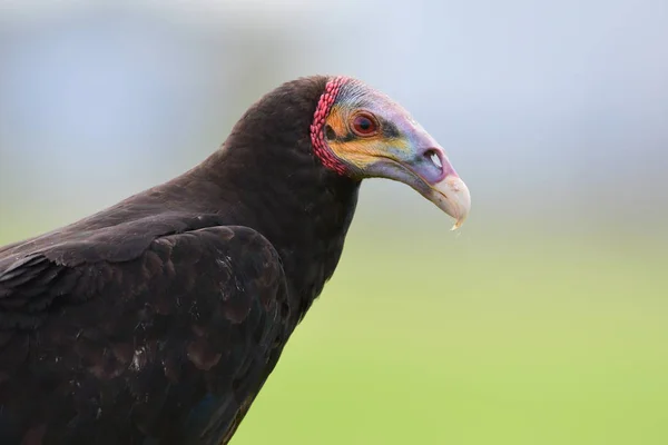 Buitre cabeza amarilla menor (Cathartes burrovianus ) — Foto de Stock