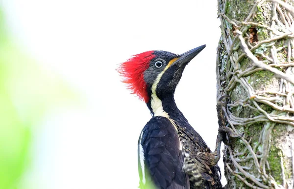 Tarkú harkály (Dryocopus lineatus) felmegy egy fa törzse — Stock Fotó