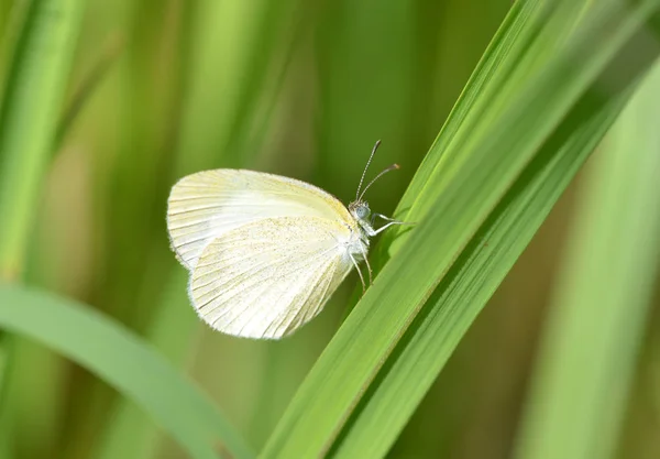 Close-up de um pequeno amarelo barrado (Eurema daira) Borboleta — Fotografia de Stock