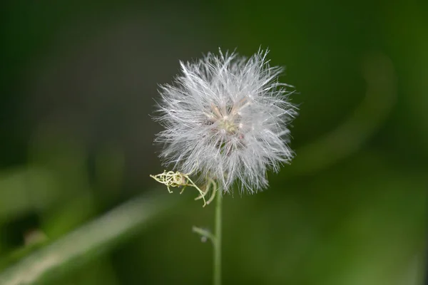 Gros plan d'une petite fleur de pissenlit — Photo