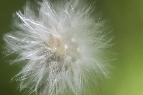 Makroaufnahme einer kleinen Löwenzahnblüte — Stockfoto