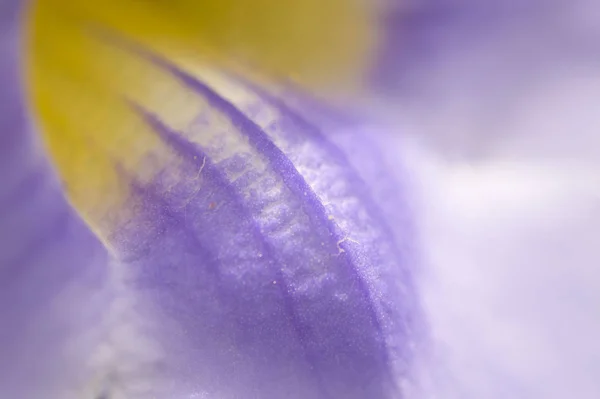 花の内側の極端なマクロ — ストック写真