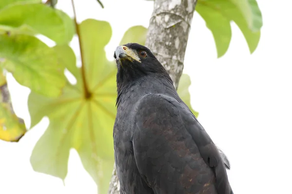 Perfil de un Gran Halcón Negro (Buteogallus urubitinga ) — Foto de Stock