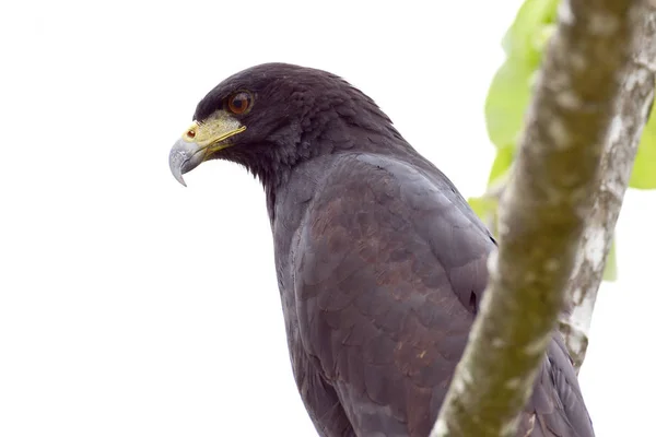 Profil eines großen schwarzen Falken (buteogallus urubitinga)) — Stockfoto