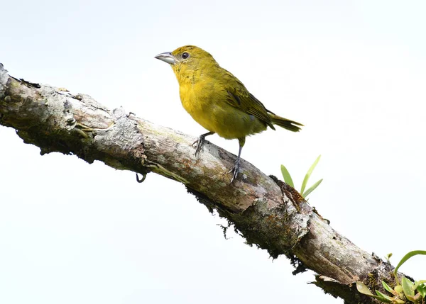 Hepatic Tanager (Piranga flava) perched on a tree branch — Stock Photo, Image