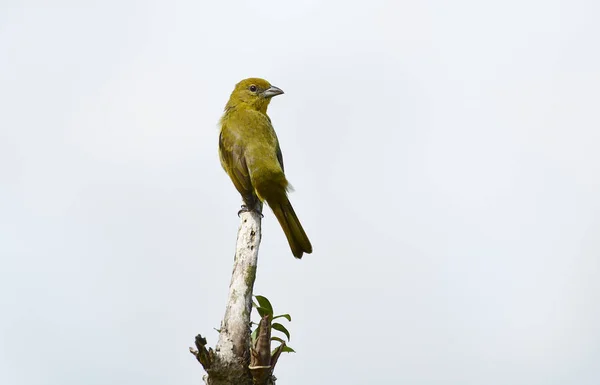 Lever Tanager (Piranga flava) neergestreken op een boomstronk — Stockfoto