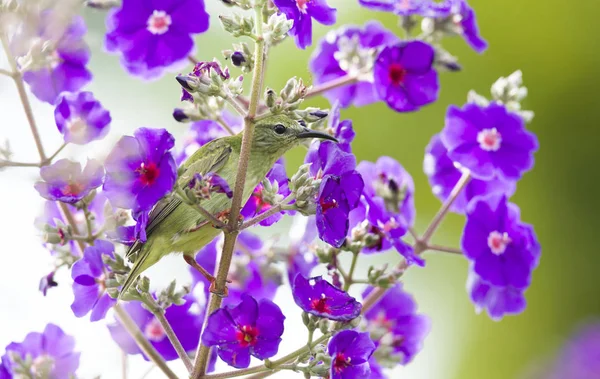 Rood-legged vogels (Cyanerpes cyaneus) voeding op bloemen — Stockfoto