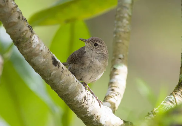 小さな家レン (Troglodytes aedon) は、木の枝の上に腰掛け — ストック写真