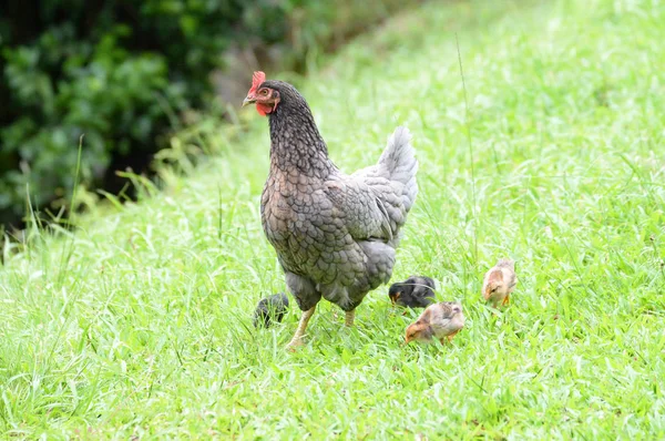 Veduta di una gallina madre con diversi pulcini — Foto Stock