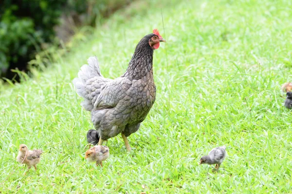 Veduta di una gallina madre con diversi pulcini — Foto Stock