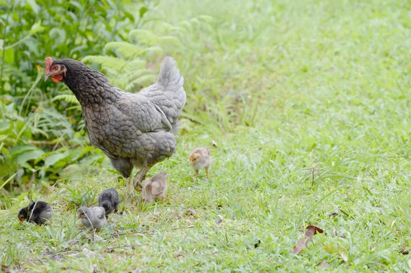 Veduta di una gallina madre con diversi pulcini — Foto Stock