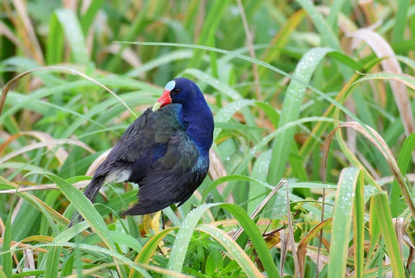 Bela e colorida vesícula roxa (Porphyrio martinicus) c — Fotografia de Stock