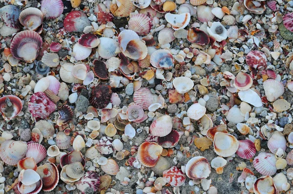 Deniz kabuklarını kapatın. — Stok fotoğraf