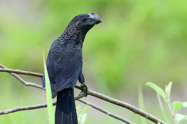 Ani de bico liso (Crotophaga ani) empoleirado em um galho de árvore — Fotografia de Stock