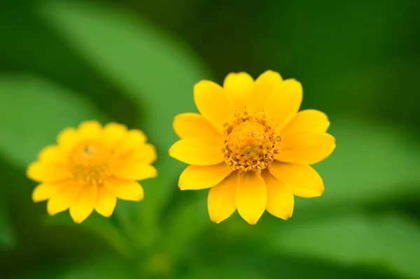 Macro tiro de duas flores silvestres amarelas — Fotografia de Stock