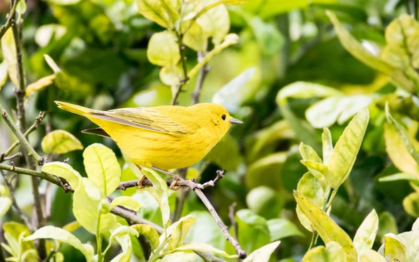 Schöne Gelbsänger (setophaga petechia) auf Nahrungssuche — Stockfoto