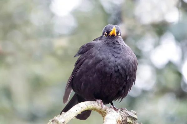 Közelről egy gyönyörű közös Blackbird (Turdus Interware) — Stock Fotó