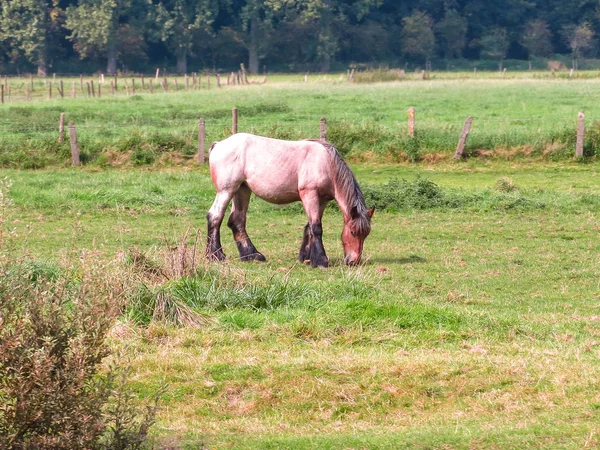 A beautiful A draft horse eating grass on a field in Belgium — Stock Photo, Image