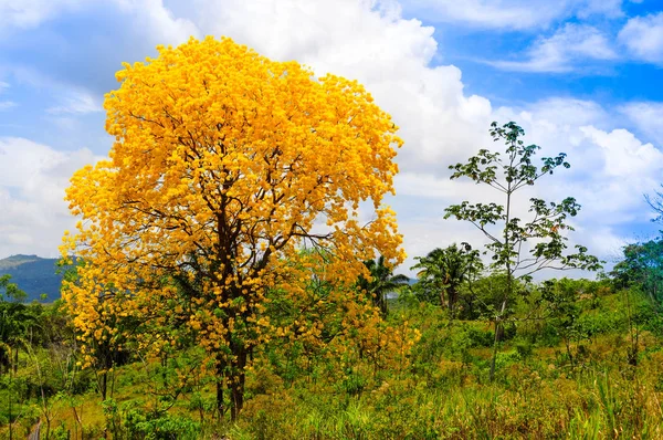 Piękne drzewo LIGNUM Vitae kwitnienia na wsi Pana — Zdjęcie stockowe