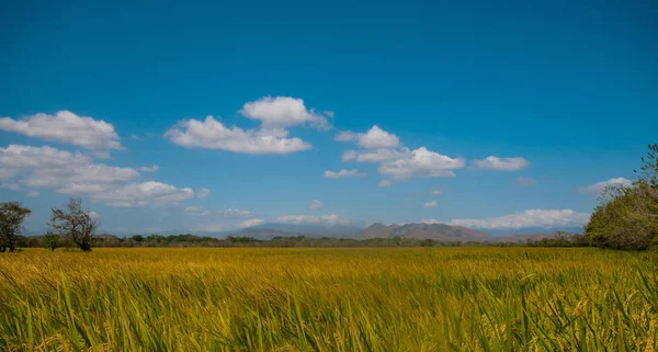 Iew de um enorme campo de arroz com montanhas e céu azul — Fotografia de Stock