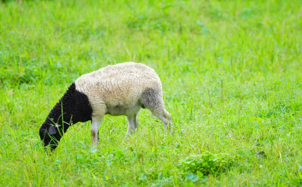 Suffolk sheep eating grass — Stock Photo, Image