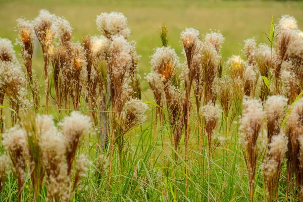 பசுமை வயலில் அழகான நீண்ட புல்வெளியின் அருகில் — ஸ்டாக் புகைப்படம்