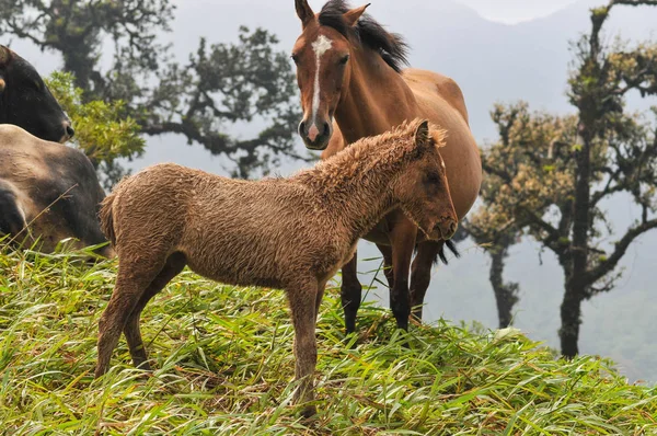 Colt pequeno que está ao lado de sua mãe em um lado da montanha — Fotografia de Stock