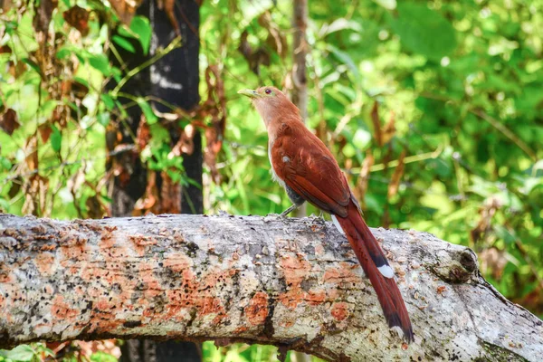 Cuco de esquilo (Piaya cayana ) — Fotografia de Stock