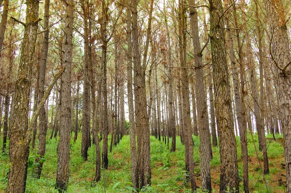 Zbliżenie drzew sosnowych w górach Panamy — Zdjęcie stockowe