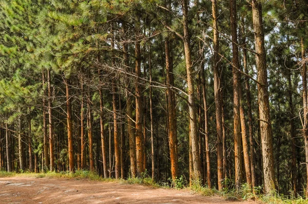 Beautiful pine forest by a country road in Panama — Stock Photo, Image