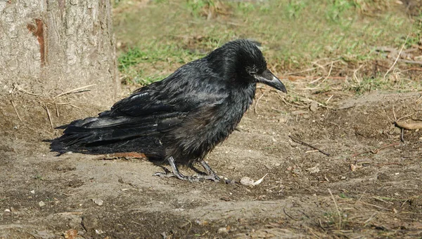 Tetem varjú (Corvus corone) — Stock Fotó