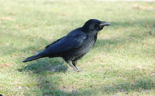 腐尸乌鸦(Corvus corone)) — 图库照片