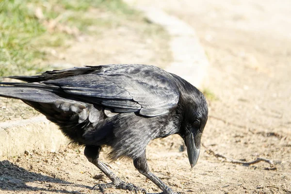 Corvo de carniça (Corvus corone) — Fotografia de Stock
