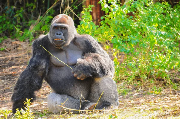 Plata espalda gorila macho sentado — Foto de Stock