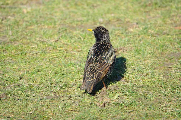 Estorninho comum (Sturnus vulgaris) — Fotografia de Stock