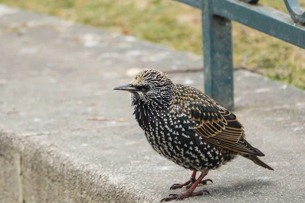 Estornino común (Sturnus vulgaris) — Foto de Stock