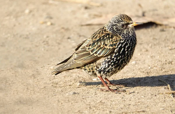 常见的星形(Sturnus vulgaris)) — 图库照片