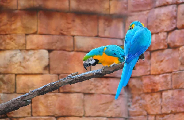Kék-sárga ara (ara ararauna) — Stock Fotó