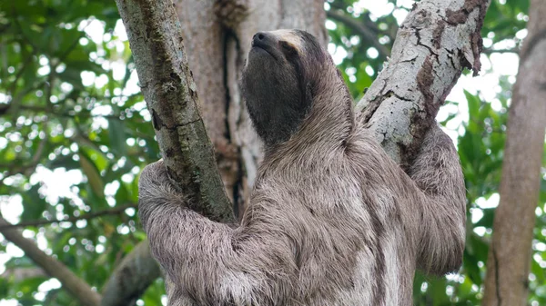 Acercamiento de un perezoso de tres dedos trepando a un árbol en los frentes de lluvia — Foto de Stock