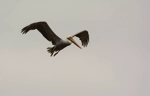 Pélican brun (Pelecanus occidentalis)) — Photo