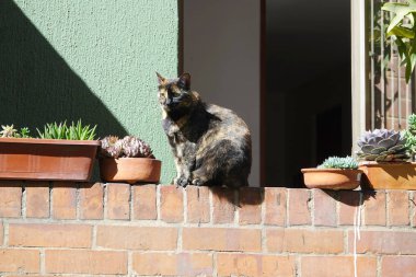 Balkonda oturan evcil kedi 