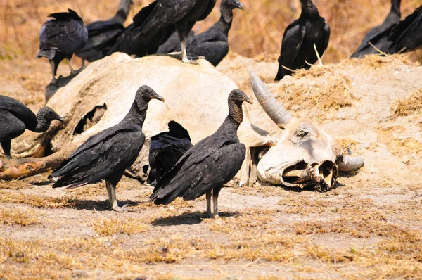 Közelről egy halott tehén sorlekerekített a fekete keselyűk — Stock Fotó