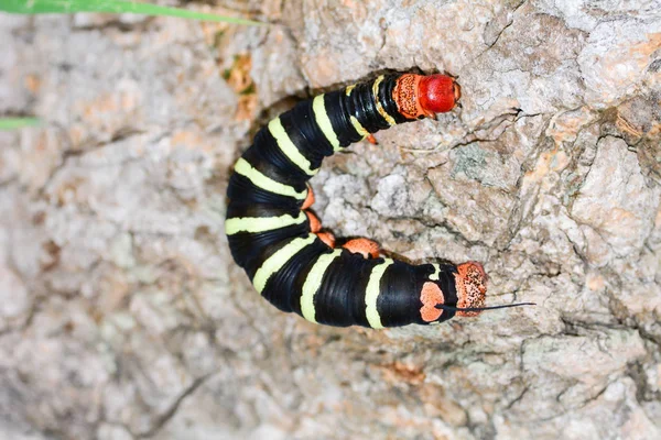 Vue rapprochée de la fausse-teigne frangipan (Pseudosphinx tetrio — Photo