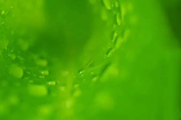 Макро знімок всередині ого зеленого листа з краплями дощу — стокове фото
