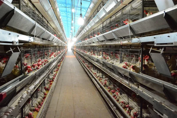 View of the inside of a modern laying hens poultry house — Stock Photo, Image